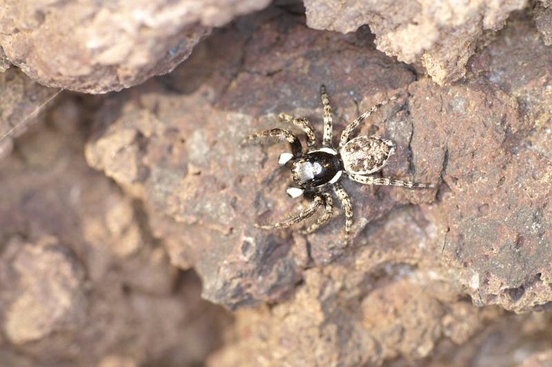 Menemerus_semilimbatus_D3210_Z_85_Valle Gran Rey_Spanje.jpg